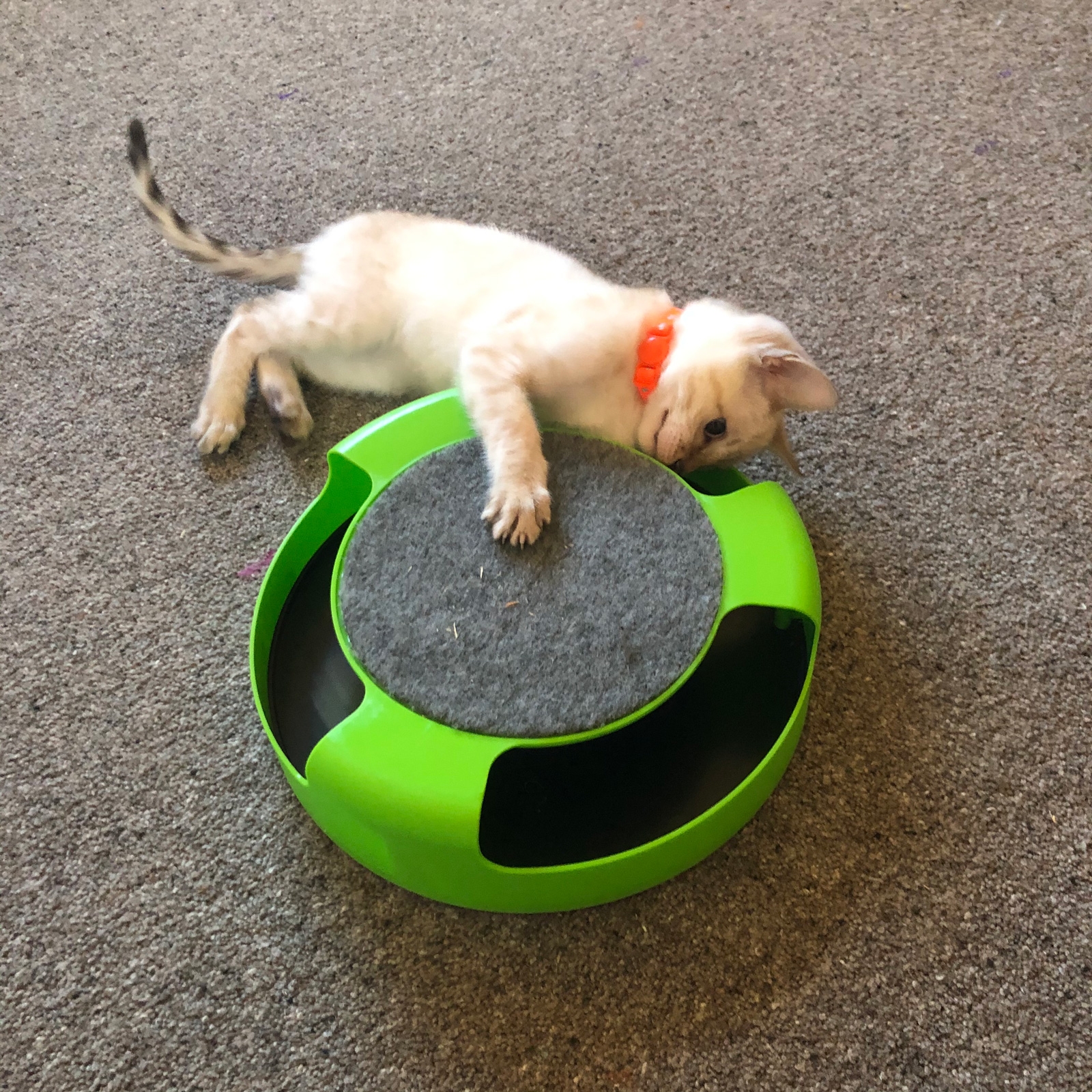 Click to view product details and reviews for Catch The Mouse Cat Toy.