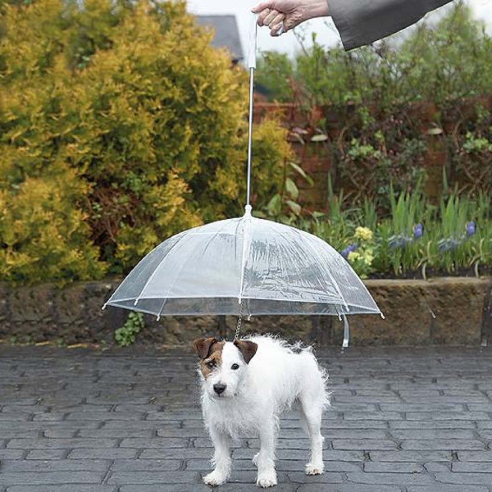  Dog Umbrella