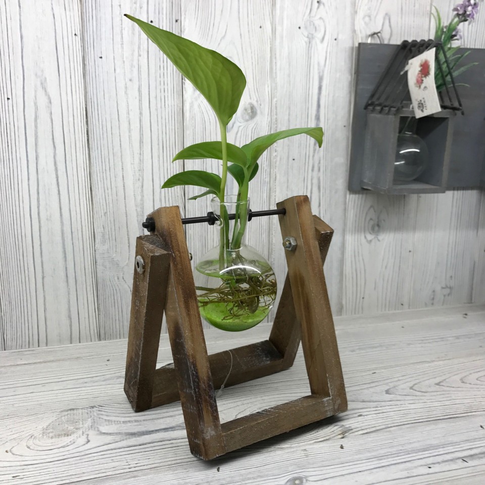  Hydroponic Glass Vases on Wooden Stand