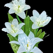 Fibre Optic Colour Change White Lilies 50cm Tall 9 