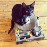 DJ Cat Scratcher 1 