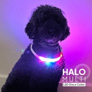 Multi-Function LED Halo - USB Rechargeable 3 Great for BIG dogs too!