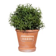 Herb Terracotta Plant Pot with Saucer 2 