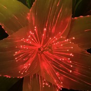 Fibre Optic Colour Change White Lilies 50cm Tall 7 