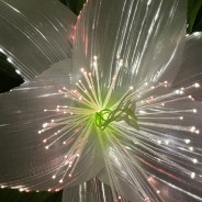 Fibre Optic Colour Change White Lilies 50cm Tall 2 