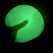 Moon Stress Ball - Glow in the Dark 2 