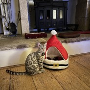 Festive Santa Hat Ped Bed for Cats & Small Dogs 2 