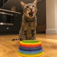 Rainbow Ceramics Pet Bowls  5 