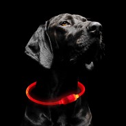Rechargeable Collar Light - Findables 1 