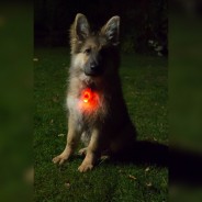Rechargeable Heart Dog Collar Light - Findables 6 