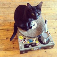 DJ Cat Scratcher