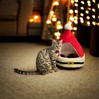 Festive Santa Hat Ped Bed for Cats & Small Dogs