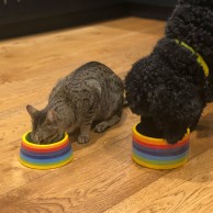 Rainbow Ceramics Pet Bowls 