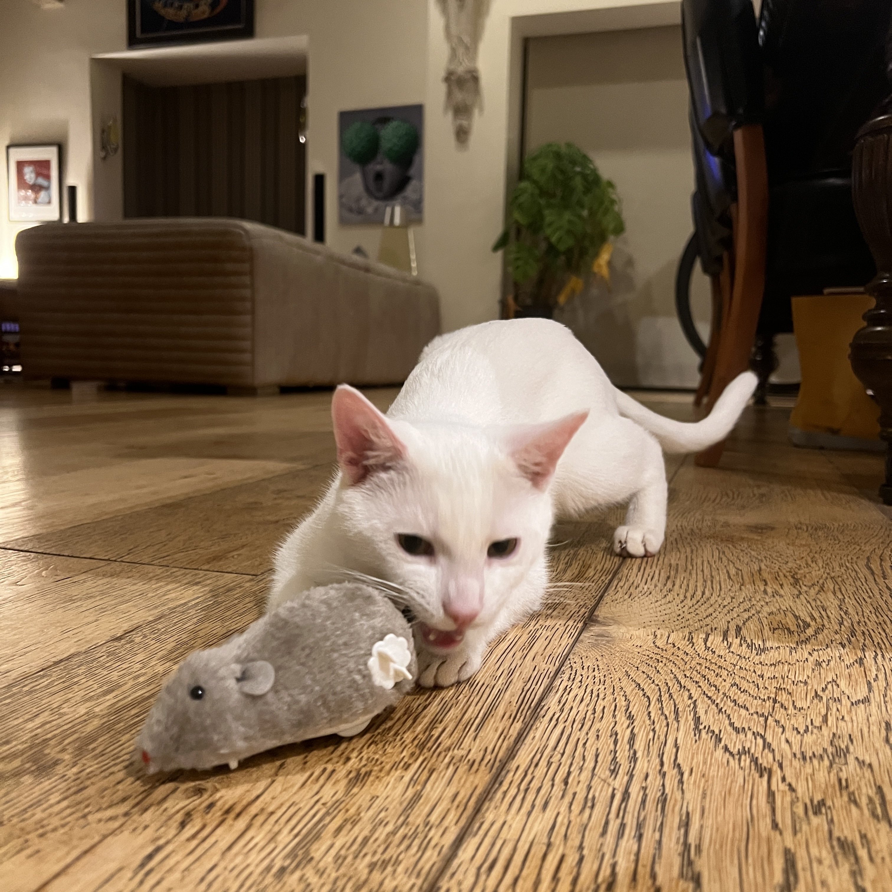 Click to view product details and reviews for Clockwork Mouse Wind Up Mouse Toy.