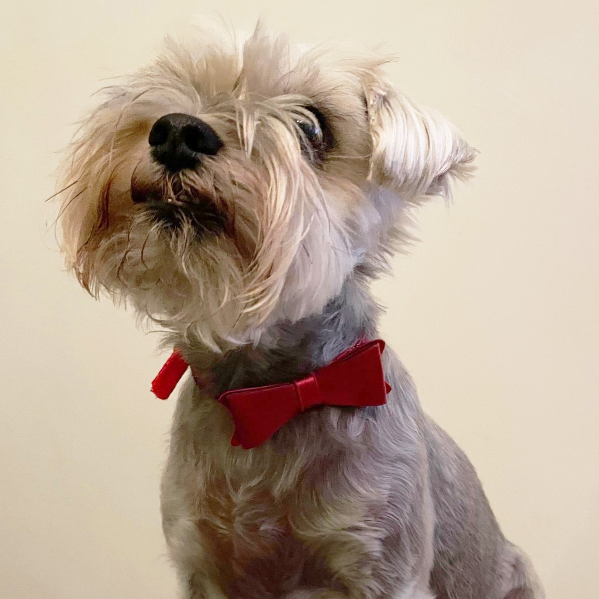 Click to view product details and reviews for Sparkly Bow Tie Pet Collar.