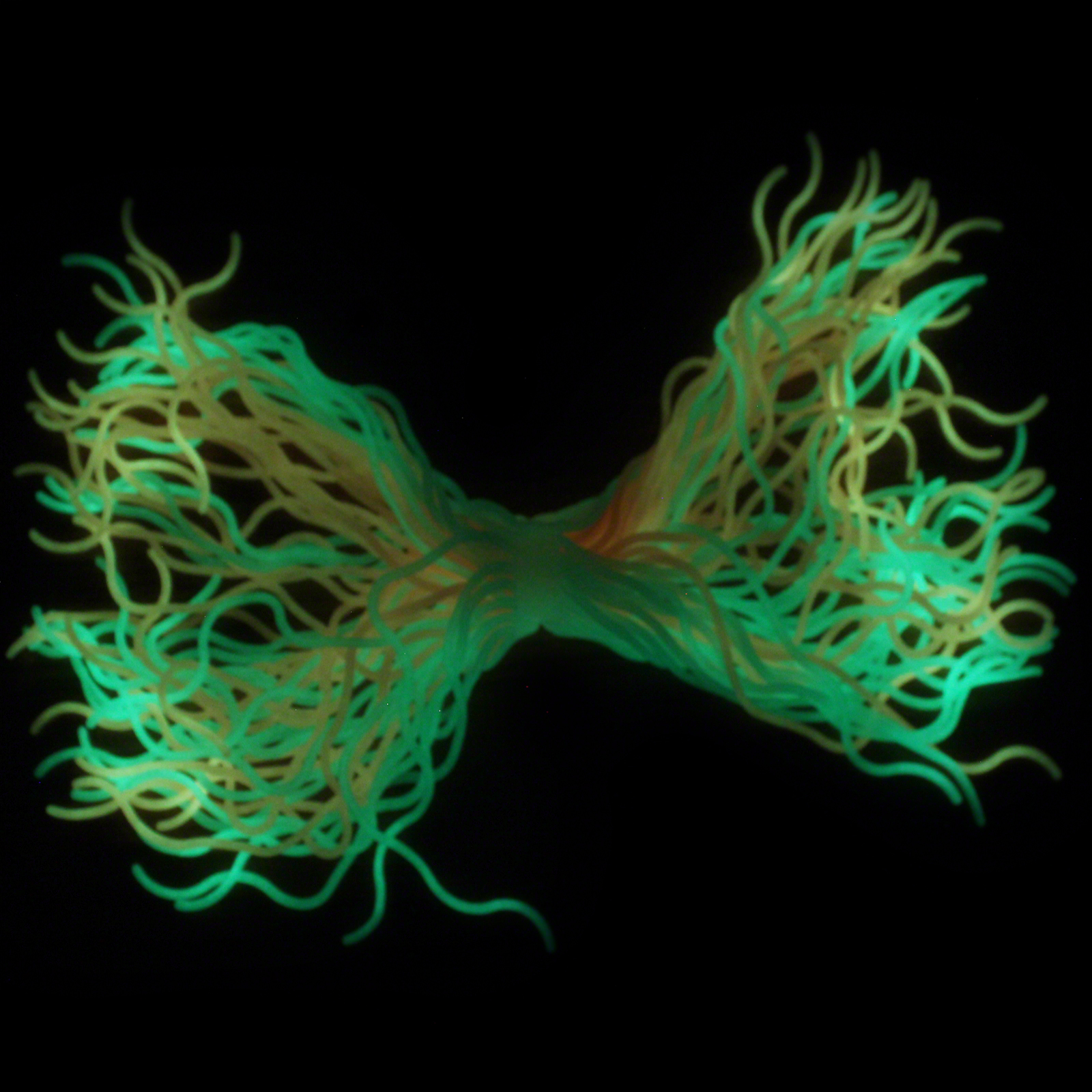 Click to view product details and reviews for Wavy Glow Spaghetti.